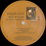 画像3: ポール・ウィンター/WHALES ALIVE（鯨の詩） (3)